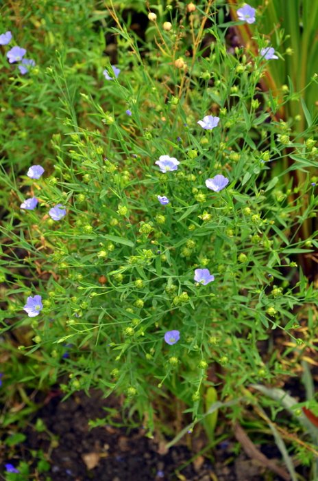 Linum grandiflorum 'Blue Dress' (2)